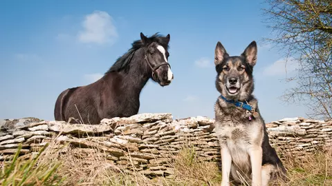 Keep dogs and horses safe around each other
